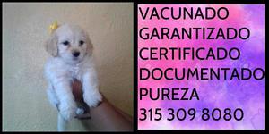 Freench poodle miniatura certificado garantizado documentado