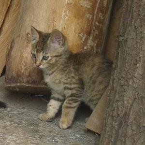 GATA GRATIS PARA ADOPTAR