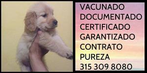 Golden Retriever Documentacion Garantia Certificada