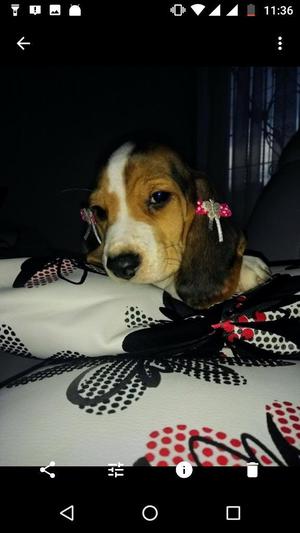 Hermosa Beagle Vacunada Y Desparacitada