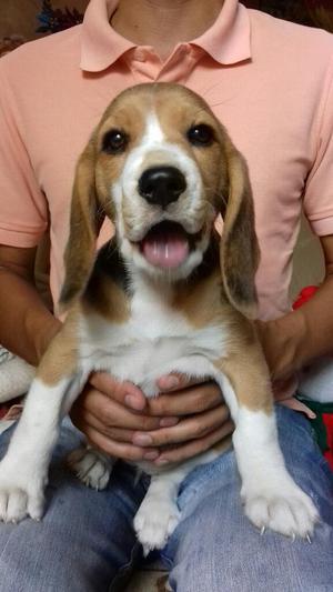 Hermosa Beagle en Venta