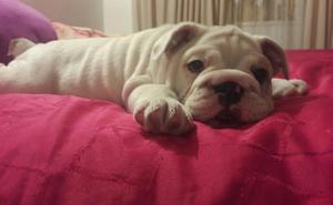 Hermosa Bulldog Inglés Disponible