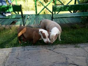 Hermosos Cachorros Pitbull Standford