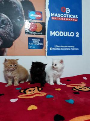 Hermosos Gaticos Persas para Venta