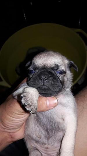 Hermosos Perritos Pug