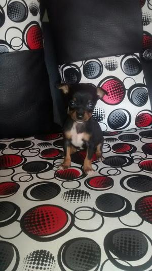 Hermosos Pinscher Miniatura