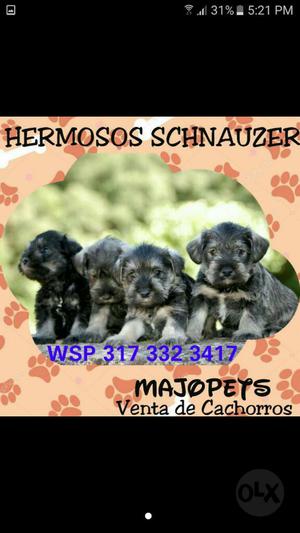 Hermosos Schnauzer Minis