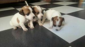 Jack Russell Terrier Pata Corta