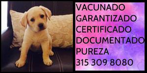 Labrador retriever certificado garantizado documentado