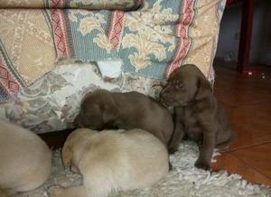 Labradores Puros