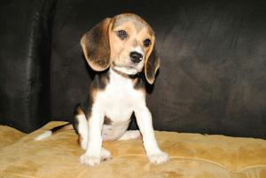 Linda Cachorrita Beagle Tricolor!