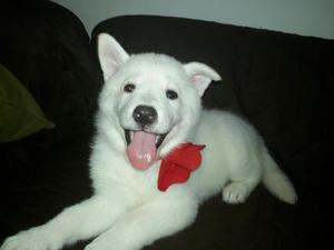 Linda Samoyedo de 57 Dias