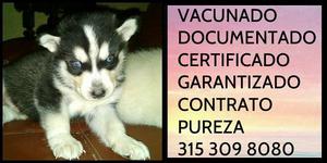 Lobo tradicional Certificacion pureza Garantias Documentos