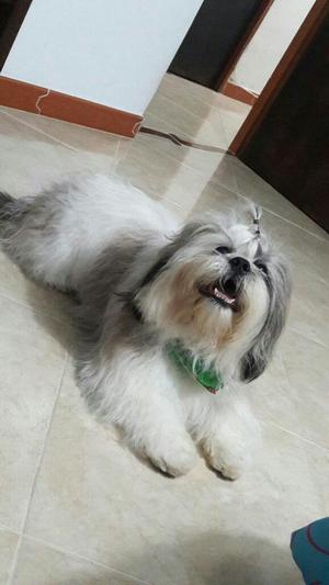 Macho Shihtzu Busco Novia. Monta Shitzu