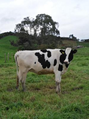 Novilla Holstein Pura