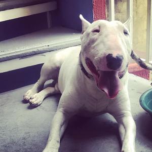 Perro Bull Terrier