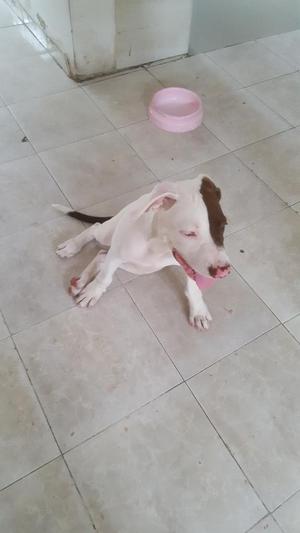 Pitbull American