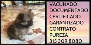 Pomerania mini lulu Garantizada Certificada Documentada