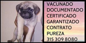 Pug Carlino Documentacion Garantia Certificado