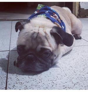 Pug Macho para Monta