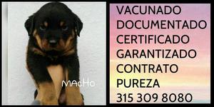 Rottweiler Documentado Garantia pureza Certificada