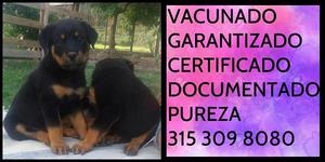 Rottweiler aleman line Documentado garantia certificado