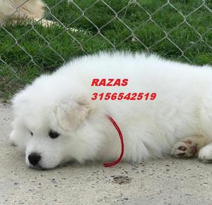 Samoyedos Mas Razas Disponibles