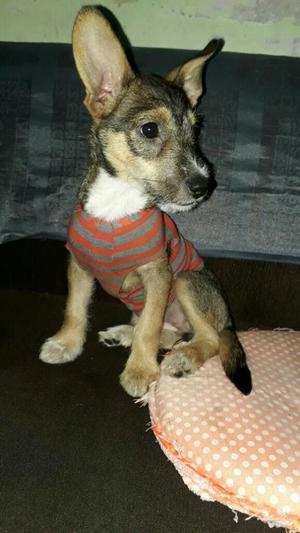 Se Da en Adopcion