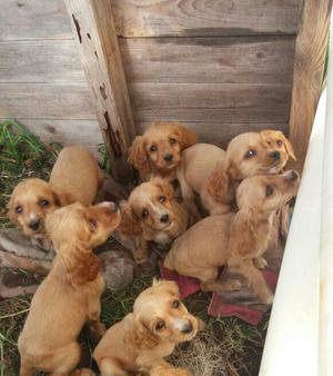Se Vende Cachorros Cocker Spaniel