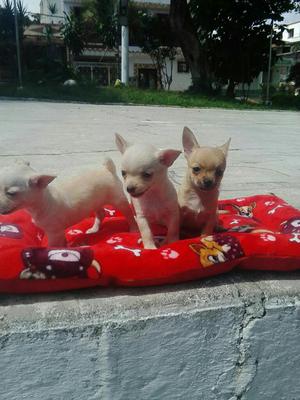 Tiernos Cachorros Chihuahua Minis
