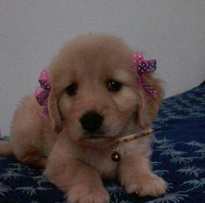 Vendo Cachorras Golden Retriever