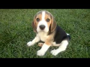Vendo Cachorritas Beagles Tricolor