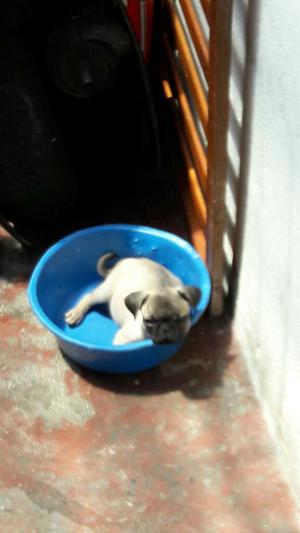 Vendo Cachorritos Pug