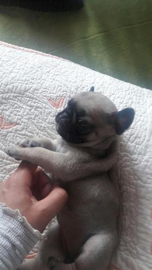 Vendo Cachorros Raza Pug