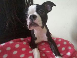 Vendo Hermoso Boston Terrier