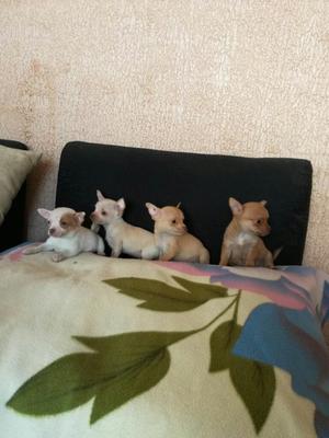 Vendo Hermosos Perritos Chihuahua