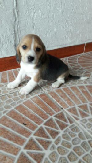 Vendo Perrita Beagle Tricolor