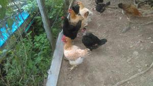 Venta de Lote de Gallinas