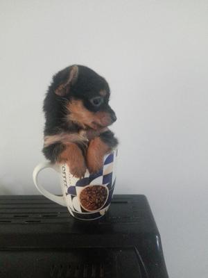 Yorkshire Terrier Mini