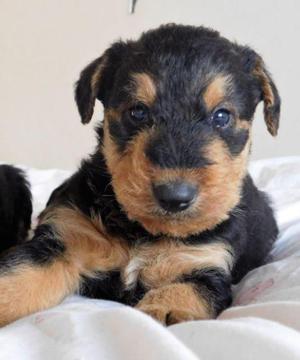 airedale terrier cachorros airdale