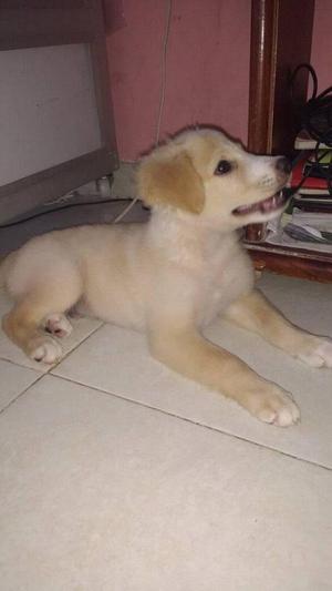 cachorro golden retrievers