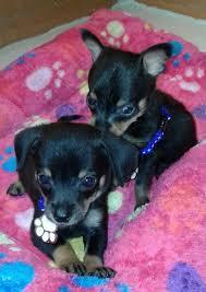 cachorros de mini pincher