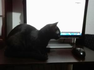 en Adopcion