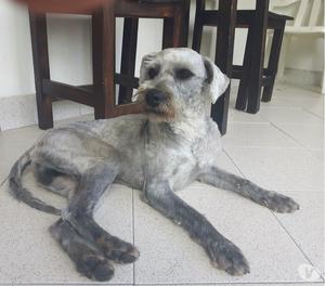 este cariñoso perro busca un hogar