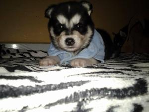 hermosos lobos
