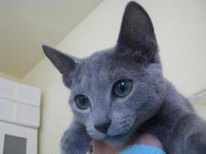 se vende hermosa gata azul ruso