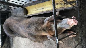 venta verraco Duroc