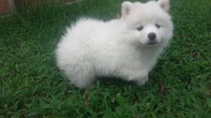 Cachorros Pomsky Originales