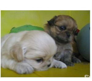 Disponibles Exelentes Pekines Garantizados