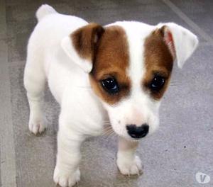 Jack Russell Cachorros Disponibles Hermosos